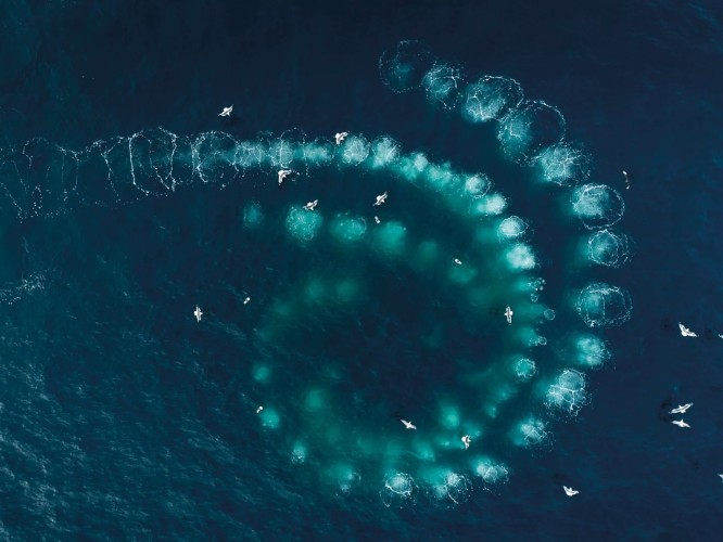 Cinéma // Les Gardiennes de la planète (Whale Nation)